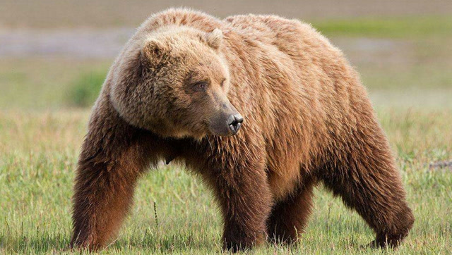 母熊结束冬眠以后,除了寻找食物,应该也许这个是最重要了吧?