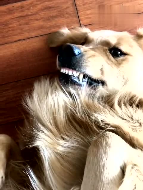 金毛狗狗大懒货,一天到晚就爱躺地上