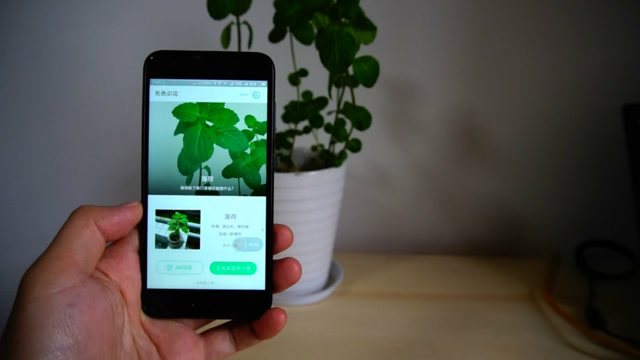 支付宝实用小功能,对着花草扫一扫,5秒识别出植物名称
