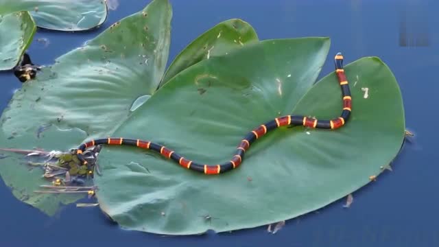 男子意外发现剧毒珊瑚蛇,下次再看见这种蛇可要注意了!