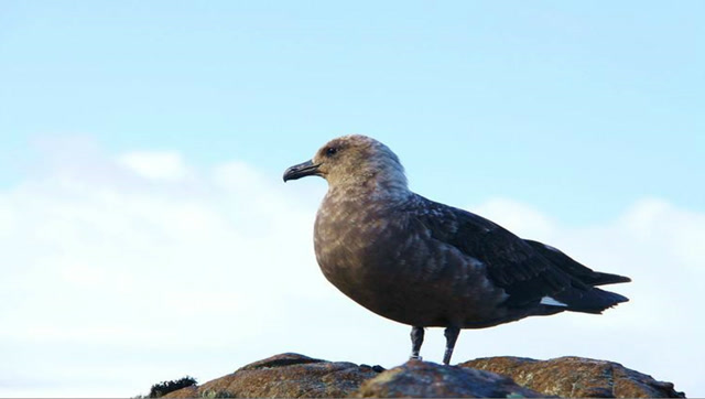 实拍贼鸥猎杀企鹅惨烈画面