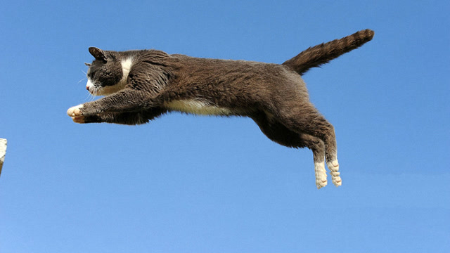 猫咪捕猎海鸥,出手瞬间你就明白它有多厉害了!不愧是功夫之王