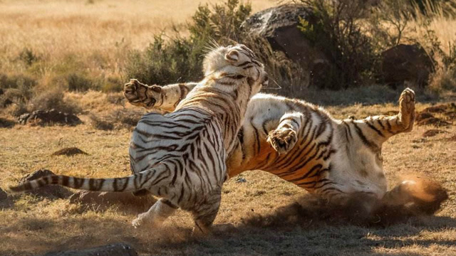 两头老虎对战视频,体形大的被小的咬死,动物打斗也要有武功!
