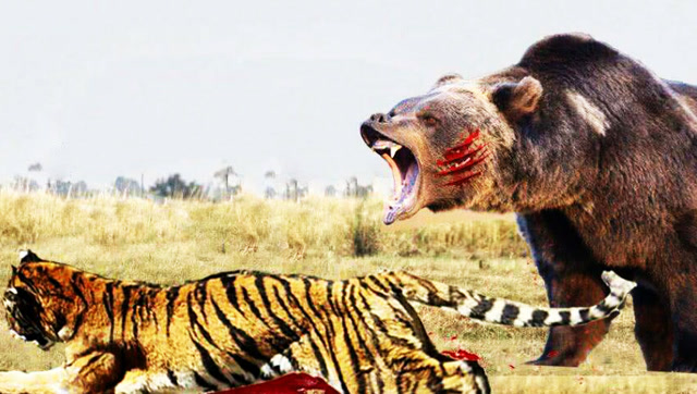 东北虎vs科迪亚克棕熊,你更看好谁?老虎只能被打的满地找牙!