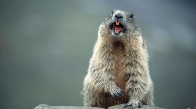 土拨鼠站得那么笔直地生气!我生气呢!你还拍!