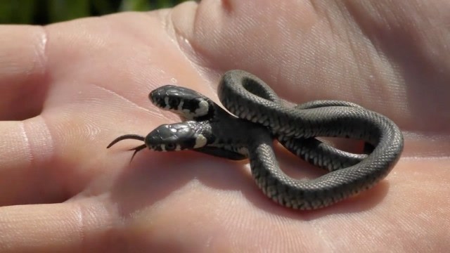 葫芦娃我们走,这只两头蛇已经成精了