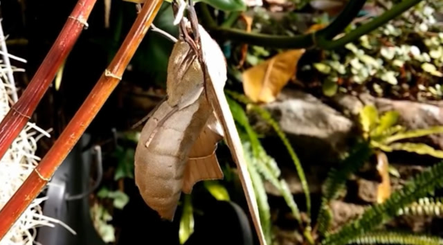 男子发现一只正在变形的蛹,结果立马变成美丽的天蛾