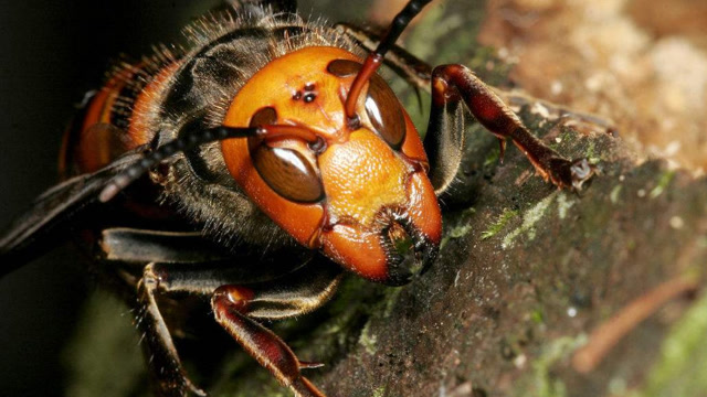 世界上最毒的马蜂,日本人不顾生命危险,也要抓它们来泡酒!