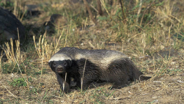 蜜獾为了抓只老鼠费劲波折,最后一个镜头太经典,网友:看着都疼