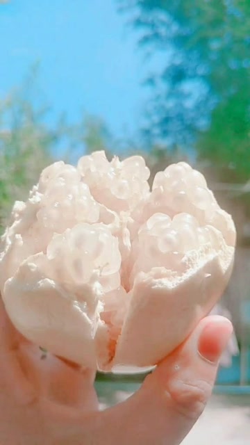 三白石榴,开白花结白果吃白籽儿,也叫冰糖石榴,那叫一个甜