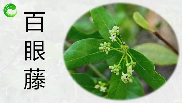 百眼藤 可清热解毒 散瘀止痛 祛风化湿