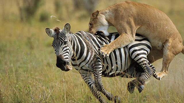 猎豹快速扑向斑马,谁知斑马突然低了一下头,结局让人瞠目结舌