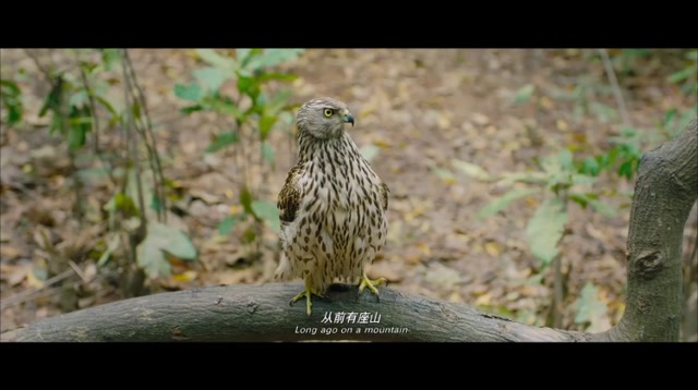 羞羞的铁拳:马小艾迪生熬死猫头鹰"龙傲天",太厉害了!