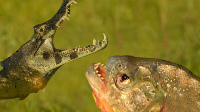 食人鱼挑衅鳄鱼,鳄鱼发飙当场咬爆食人鱼脑袋,镜头拍下全过程