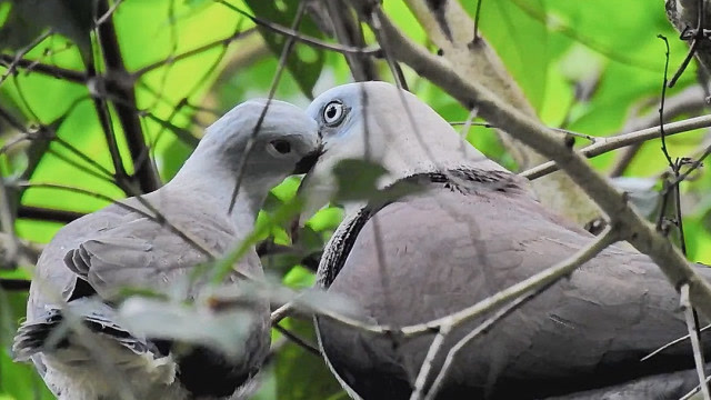 山皇鸠又名大灰斑鸠,是我国体形最大的鸠鸽科鸟类!