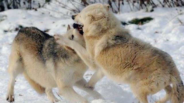 两头狼打架,攻击性巨强,谁胜谁负难分!