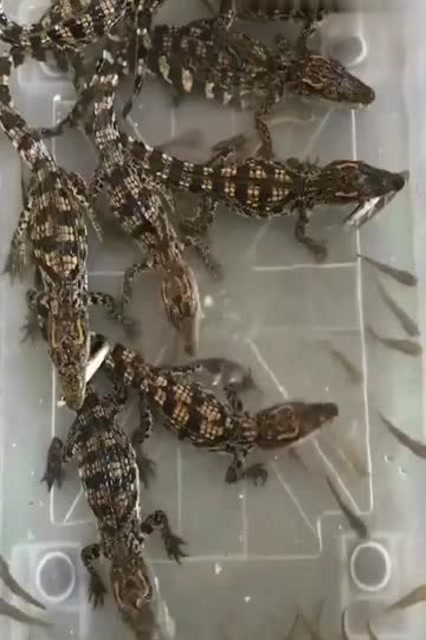 原来鳄鱼小时候这么可爱,还能当宠物养,真是涨见识了!