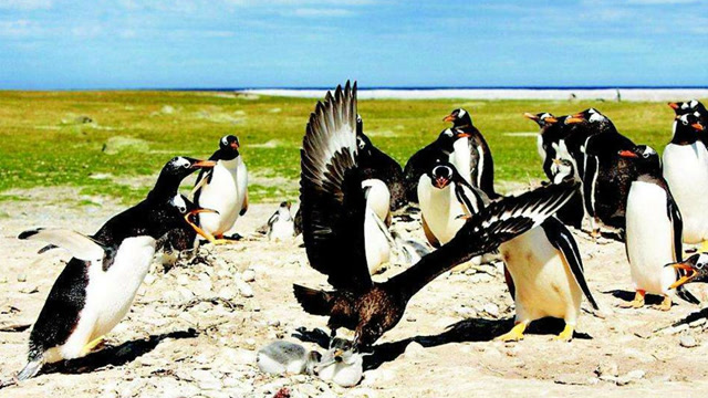 实拍贼鸥猎杀企鹅惨烈画面