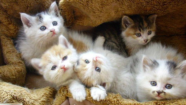 一群萌萌哒小奶猫,太可爱了,一起嗨起来