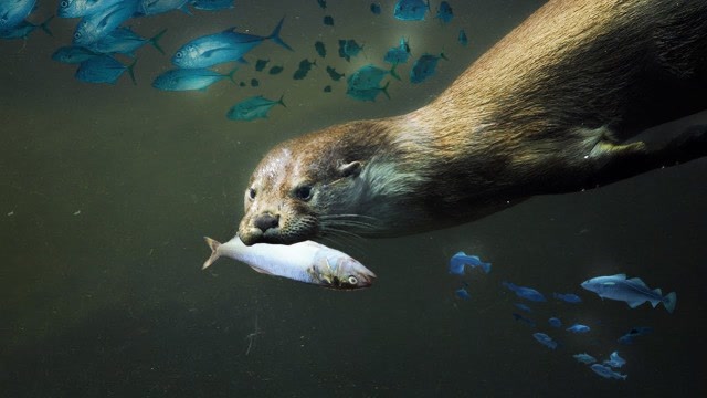 动物世界:水獭的捕鱼技术真的很娴熟