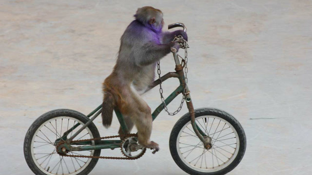 猴子当街卖艺遇到宠物狗追逐直接骑车逃命,大家围观哄笑无人制止!