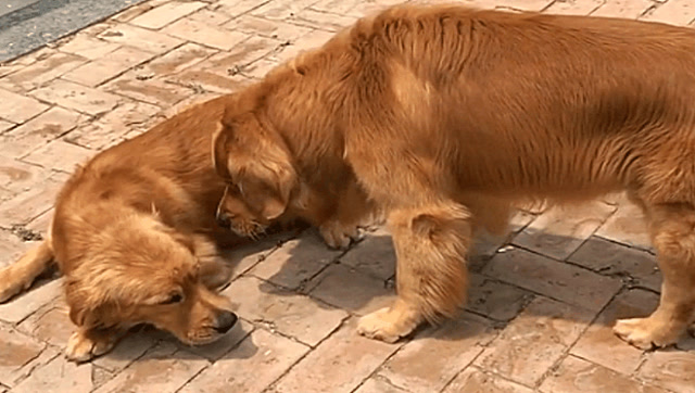 金毛"轮胎"教训自己儿子,它儿子瞬间就怂了,真霸气!