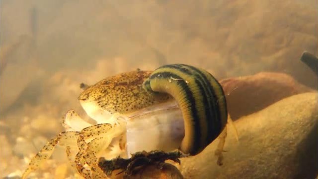 水蛭大战螃蟹!究竟谁胜谁负?螃蟹:感觉身体被掏空