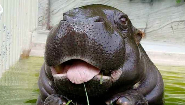 原来小时候的河马这么可爱,比汪星人还萌,网友:反差萌!