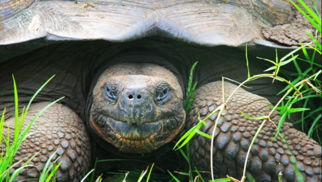 家里养了一头千年巨龟,猫只要一看到乌龟撒腿就跑,给吓到了