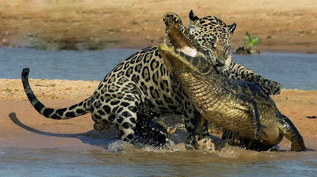 难道还吃上瘾了?美洲豹闪电绝杀鳄鱼场面惊险震撼,镜头拍下全过程