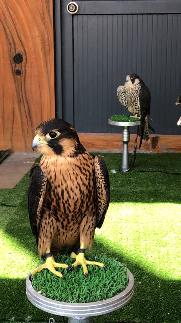 一群可爱的小鹰