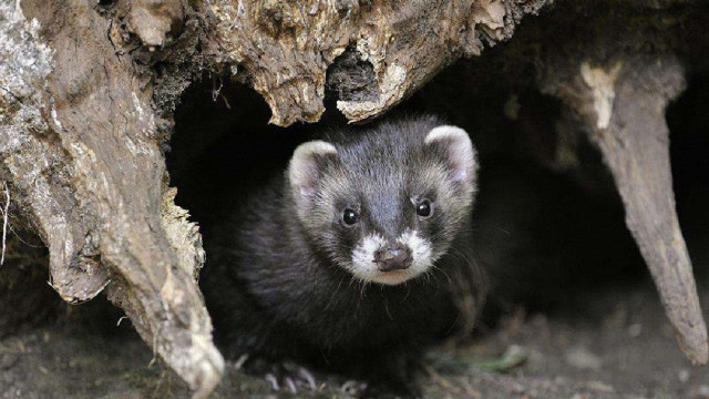 非洲艾虎有多可怕?长相可爱但下毒手段高明,可隔空致人失明