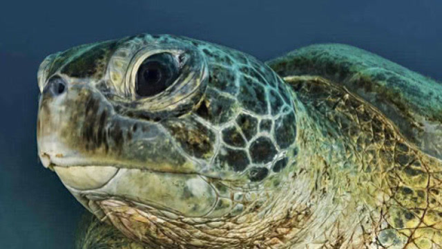 失去前肢的海龟,人们帮它装上仿生假肢后,情况完全不一样了