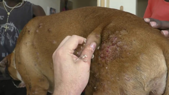 流浪狗身上长满寄生虫,好心的兽医随手一捏,蹦了10几只出来