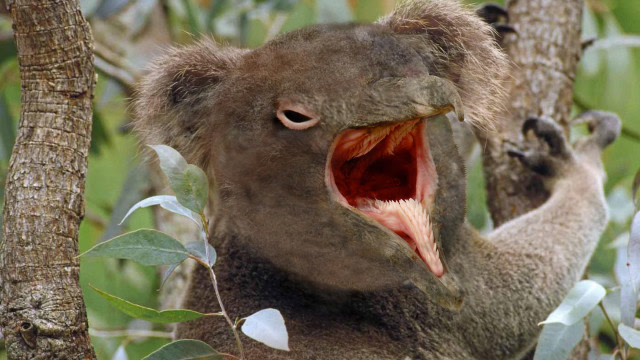 4种不为人知的杂交动物,混血骆驼变羊驼?