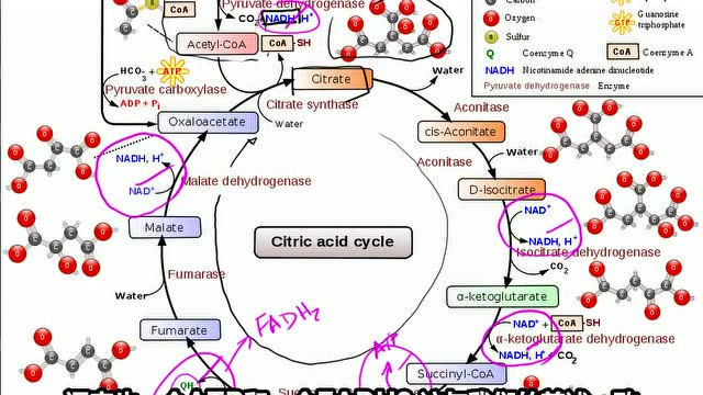 医学英语之三羧酸循环中文字幕