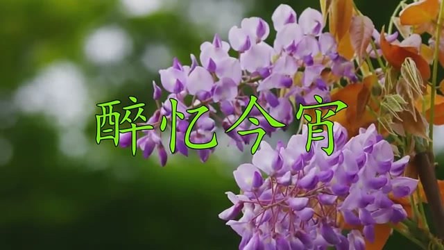 千听不腻!龙梅子献唱歌曲醉忆今宵,打动人心