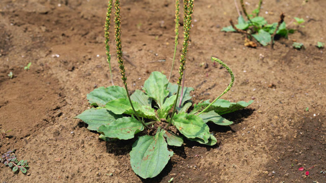 田间的一种"猪耳朵"草 消炎杀菌的功效比"蒲公英"还要多