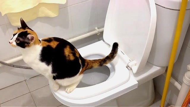 猫咪能自己坐马桶拉粑粑,铲屎官着到相当欣慰,这猫怕是要成精了!