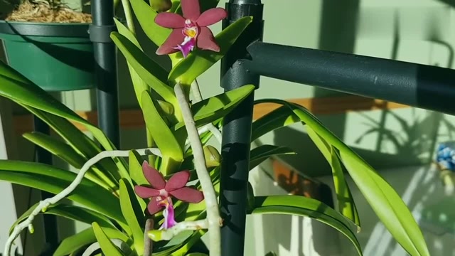 悉心种养的蜈蚣兰开花了是不是很漂亮