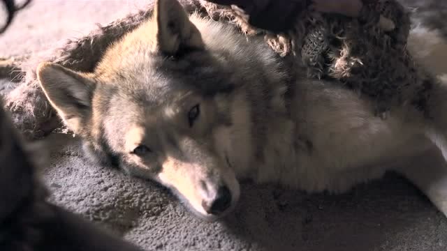 少年照顾受伤的狼,为它清理伤口