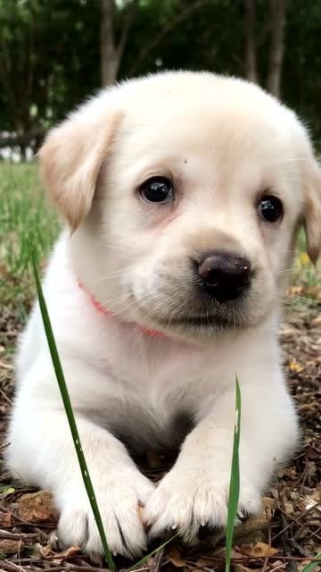 萌萌的小奶狗!最后的微笑有没有暖到你?太治愈了!