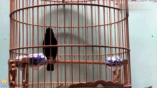 鸣声清脆的小黑白鸟,学名白斑黑石鵖