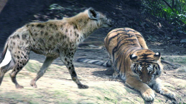 鬣狗单挑老虎,鬣狗简直就是一坨屎!