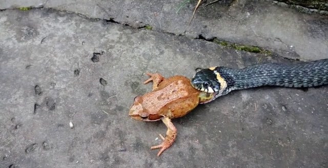 小黑蛇吞青蛙,青蛙不断挣扎,结局是这样