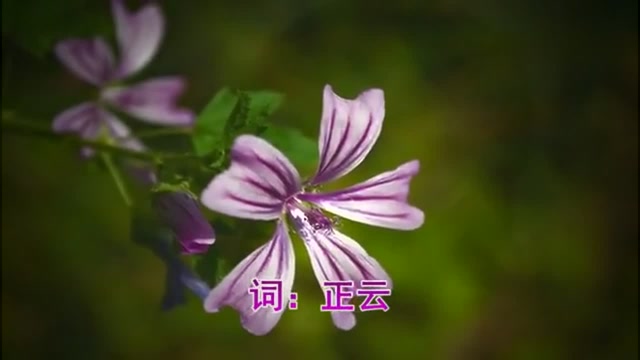 《无悔的错》正云,少薇