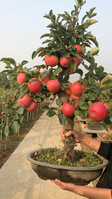 小苹果树,挺好看