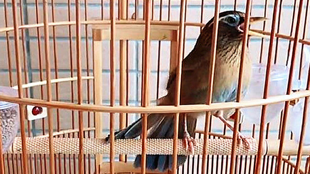 画眉鸟:抖动着小翅上跳下蹦,一直低语的画眉哥,是什么意思呢?