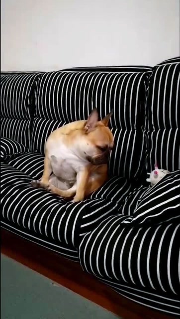 一本正经坐着打瞌睡的妮姐,快来围观啊