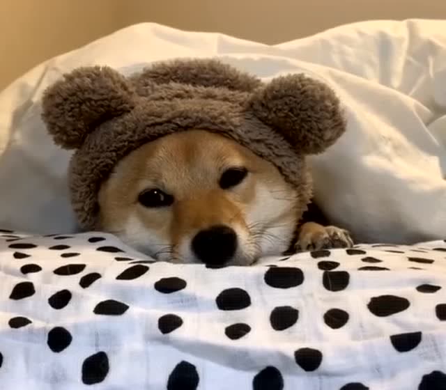 刚刚睡觉起来的狗子,还没反应过来呢,小眼睛真的好有神哦